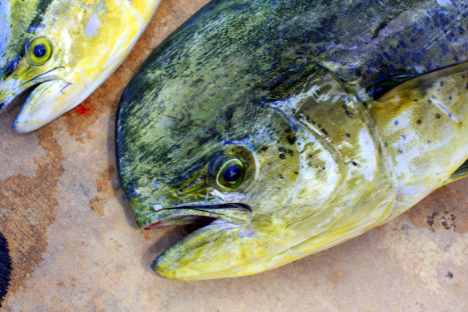 Mahi Mahi fish