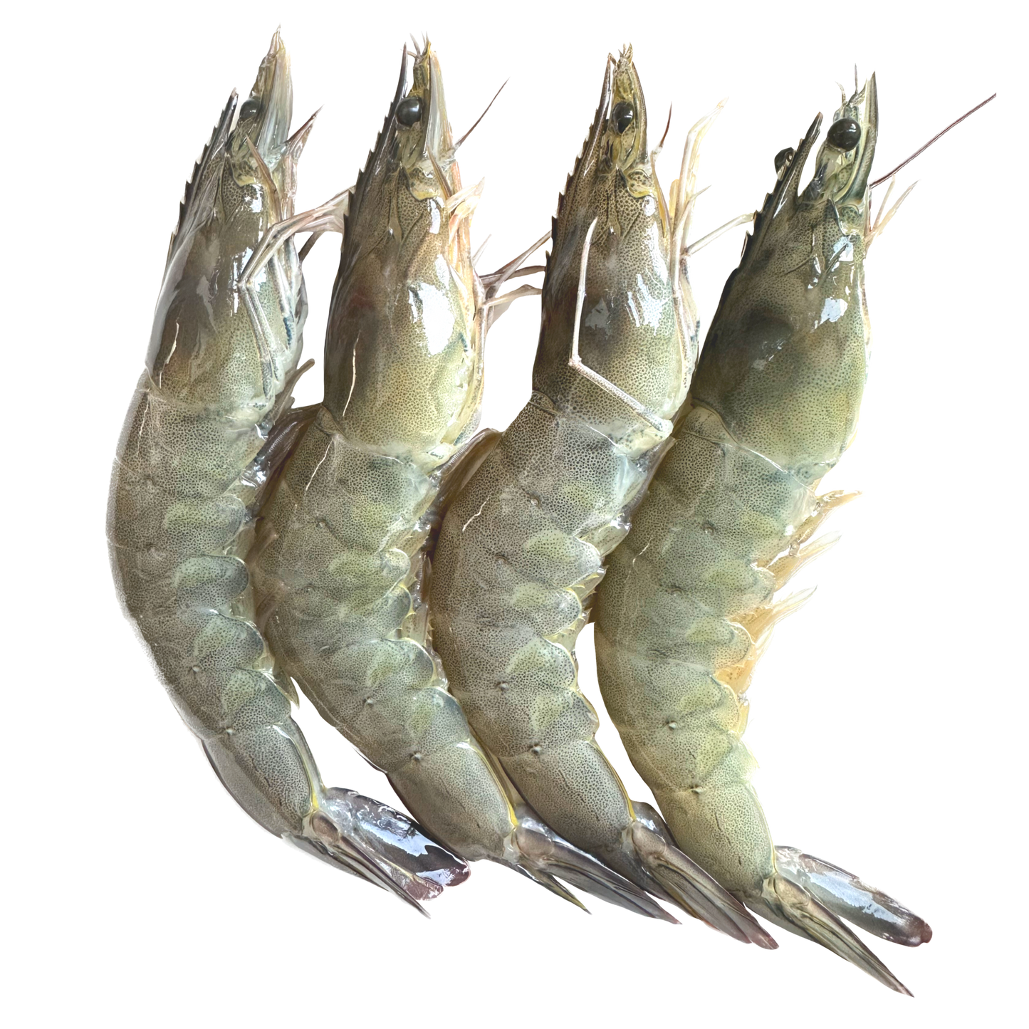 Buy fresh Tiger/vannamie Jumbo Prawns 20count at Rs.450/- gross weight 500gms, Net weight 275gms.