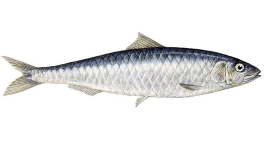 Buy fresh sardine mathi fish online Rs.20