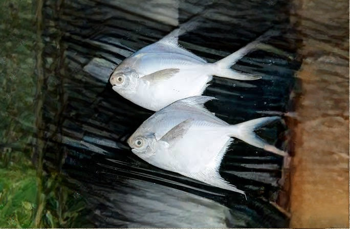 White Pomfret whole